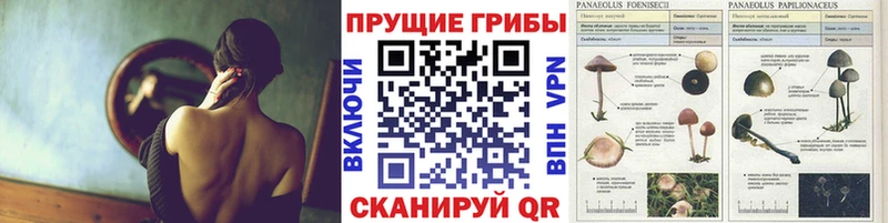 blacksprut tor  shop Telegram  Псилоцибиновые грибы GOLDEN TEACHER  Холм 